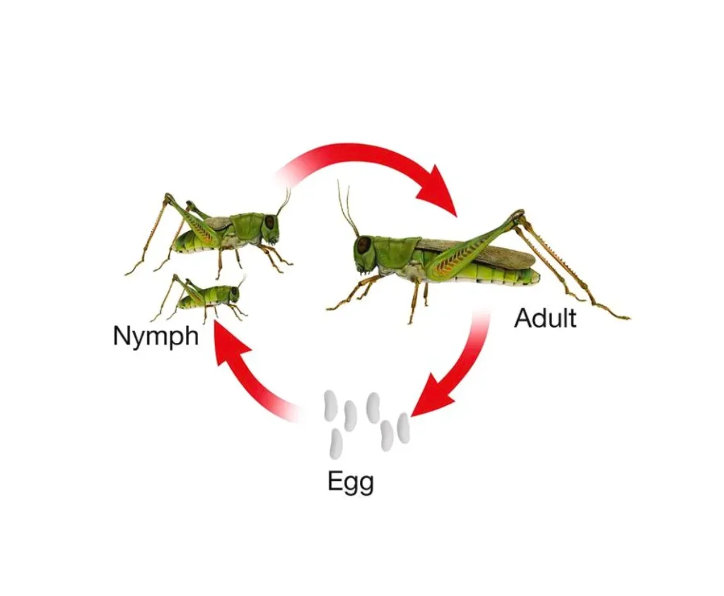 Grasshopper Insect Life Cycle Complete Guide to Their Growth, Habits, and Ecosystem Role