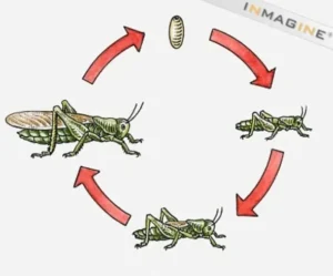 Grasshopper Insect Life Cycle: Complete Guide to Their Growth, Habits, and Ecosystem Role