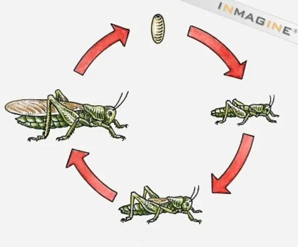 Grasshopper Insect Life Cycle: Complete Guide to Their Growth, Habits, and Ecosystem Role