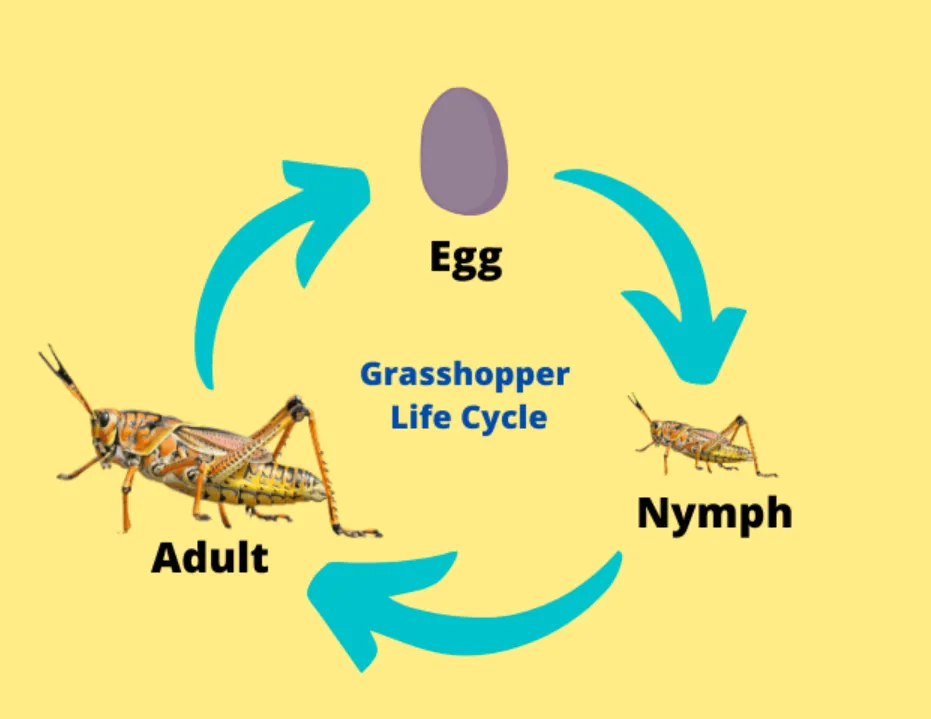 Grasshopper Insect Life Cycle Complete Guide to Their Growth, Habits, and Ecosystem Role