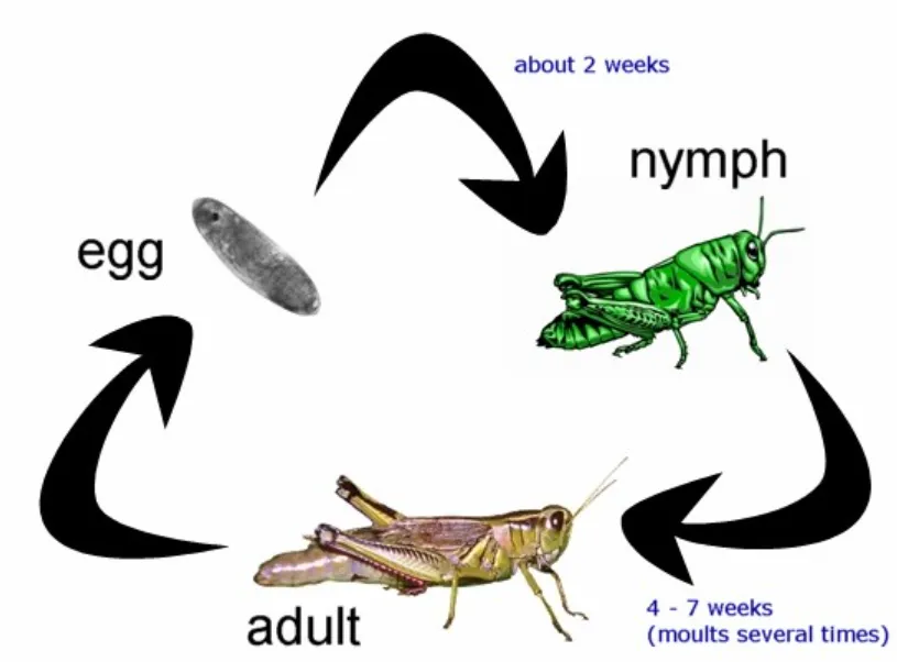 Grasshopper Insect Life Cycle Complete Guide to Their Growth, Habits, and Ecosystem Role