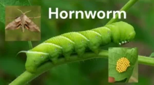 Hornworm Life Cycle Explained: From Tiny Egg to Giant Garden Caterpillar (Complete Guide for 2026)