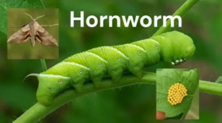 Hornworm Life Cycle Explained: From Tiny Egg to Giant Garden Caterpillar (Complete Guide for 2026)