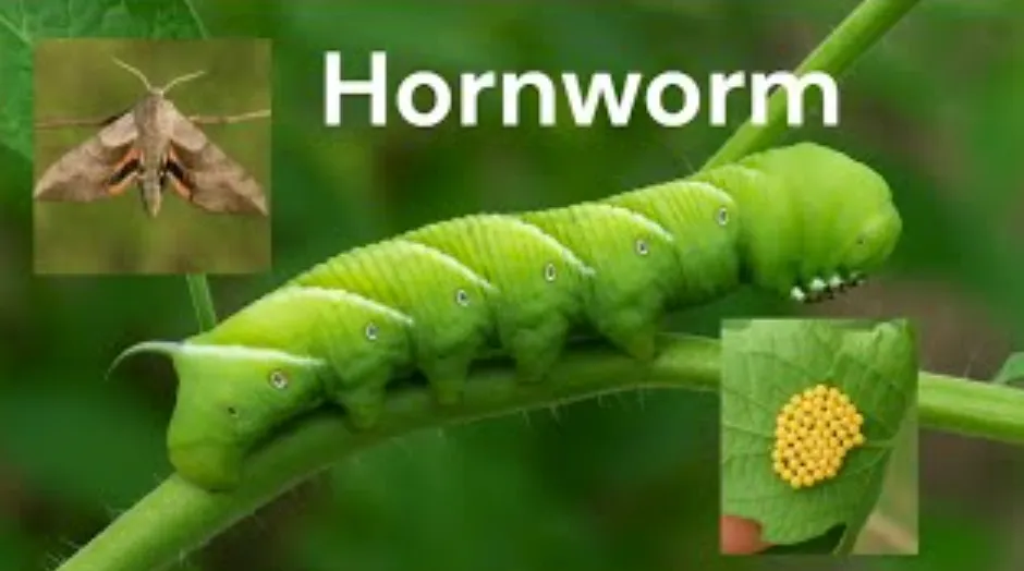 Hornworm Life Cycle Explained: From Tiny Egg to Giant Garden Caterpillar (Complete Guide for 2026)