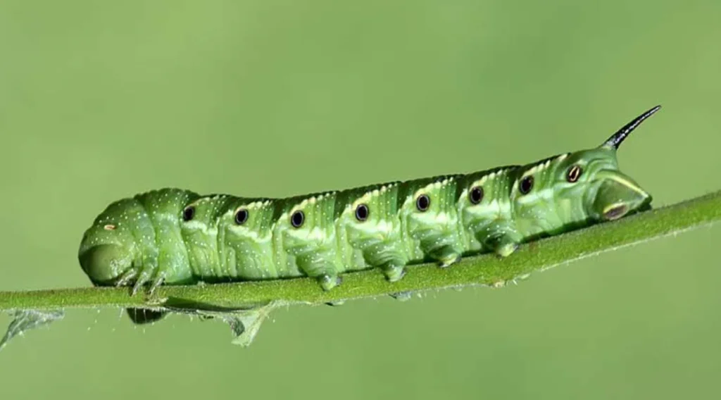 Hornworm Life Cycle Explained From Tiny Egg to Giant Garden Caterpillar (Complete Guide for 2026)