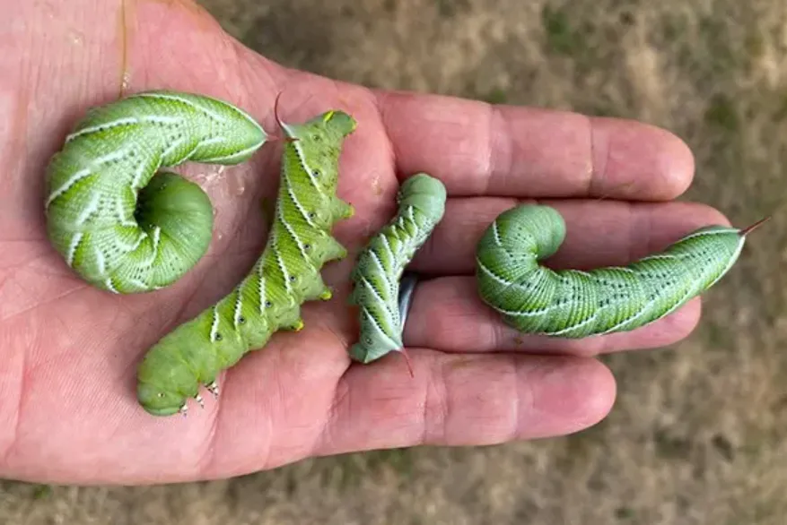 Hornworm Life Cycle Explained From Tiny Egg to Giant Garden Caterpillar (Complete Guide for 2026)