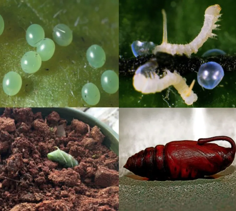 Hornworm Life Cycle Explained From Tiny Egg to Giant Garden Caterpillar (Complete Guide for 2026)