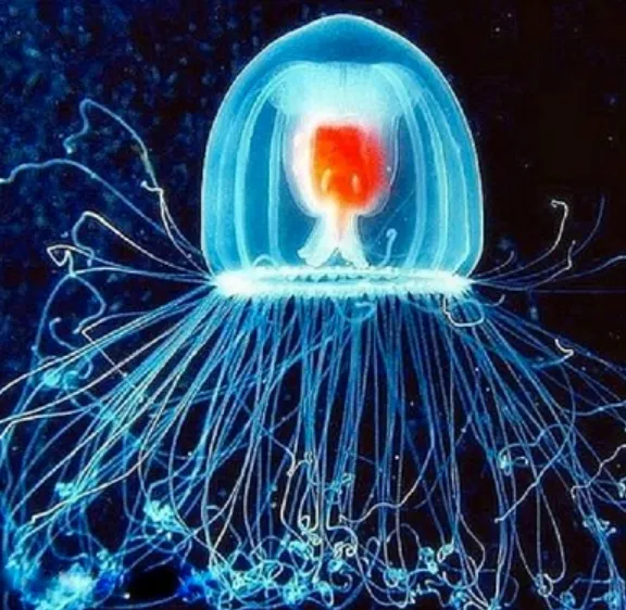 Immortal Jellyfish