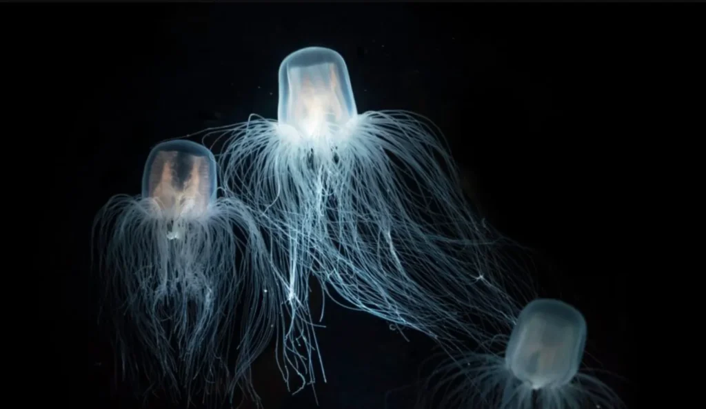 Unlocking the Secrets of the Immortal Jellyfish: An Unprecedented Life Cycle and Survival Mechanism