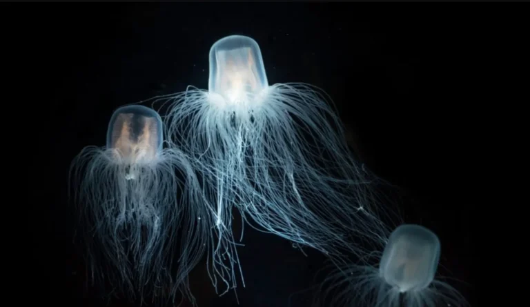 Unlocking the Secrets of the Immortal Jellyfish: An Unprecedented Life Cycle and Survival Mechanism