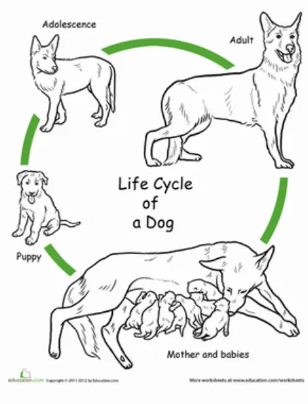Life Cycle of Dogs