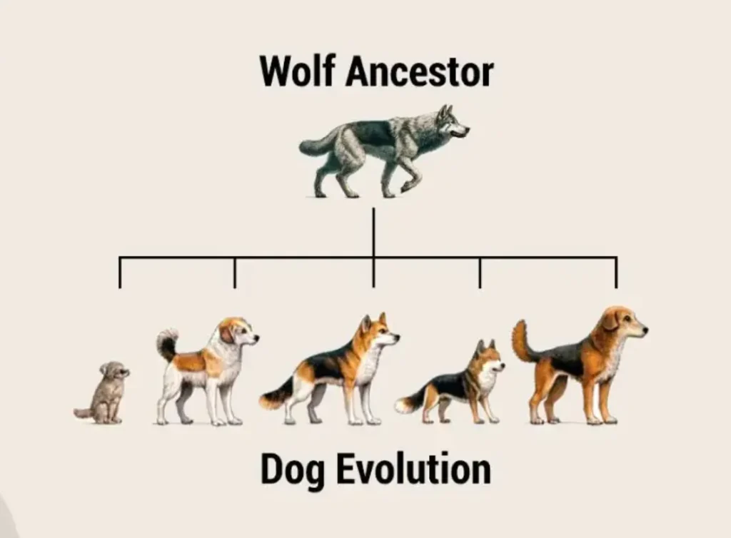 Life Cycle of Dogs