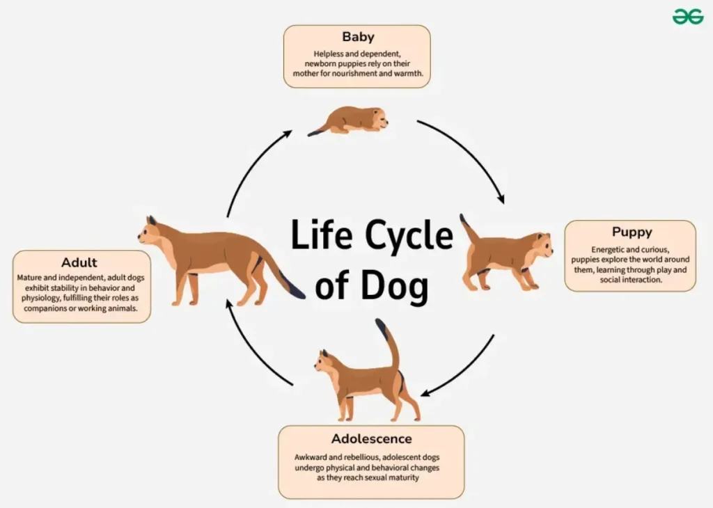 Life Cycle of Dogs
