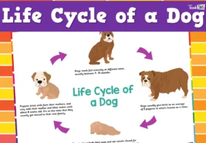 Life Cycle of Dogs: Complete Guide to Dog Growth, Reproduction, Survival, and Care