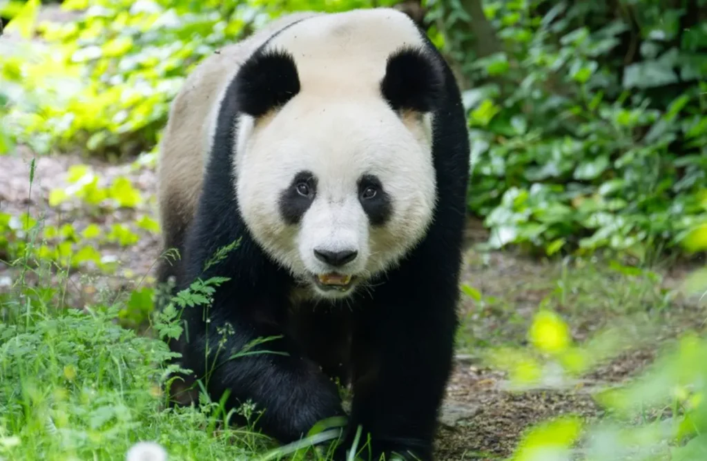 Life Cycle of Pandas