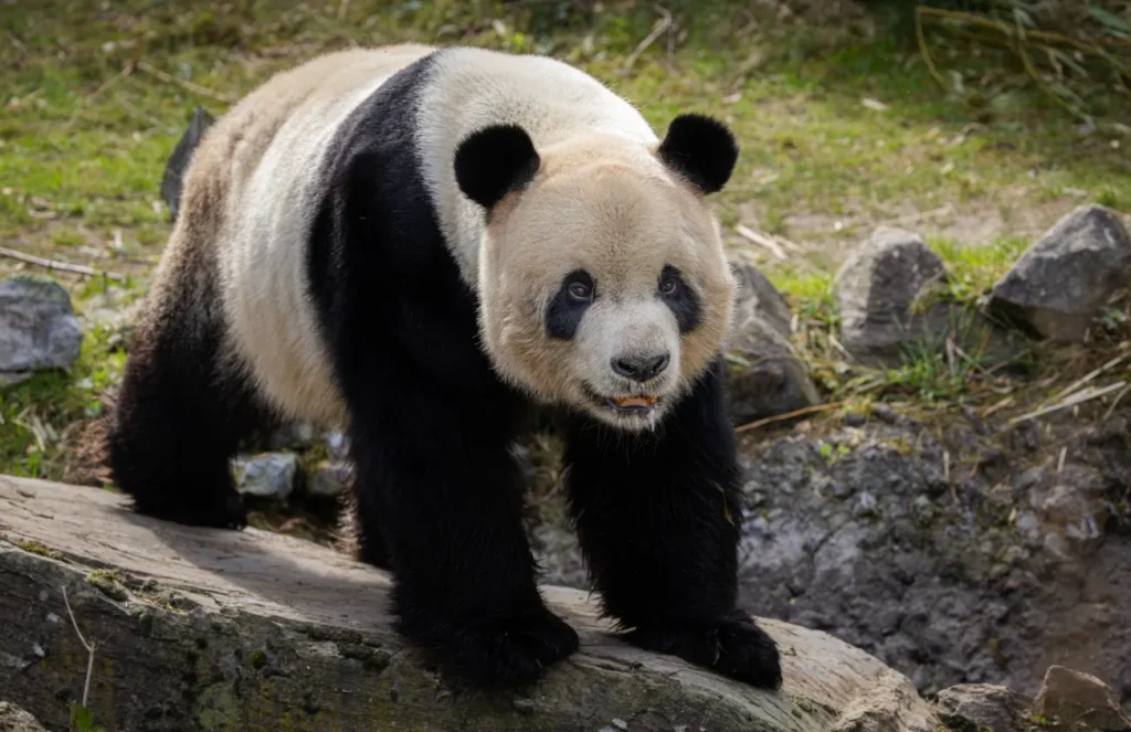 Life Cycle of Pandas