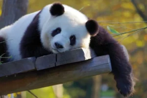 Understanding the Life Cycle of Pandas: From Birth to Maturity