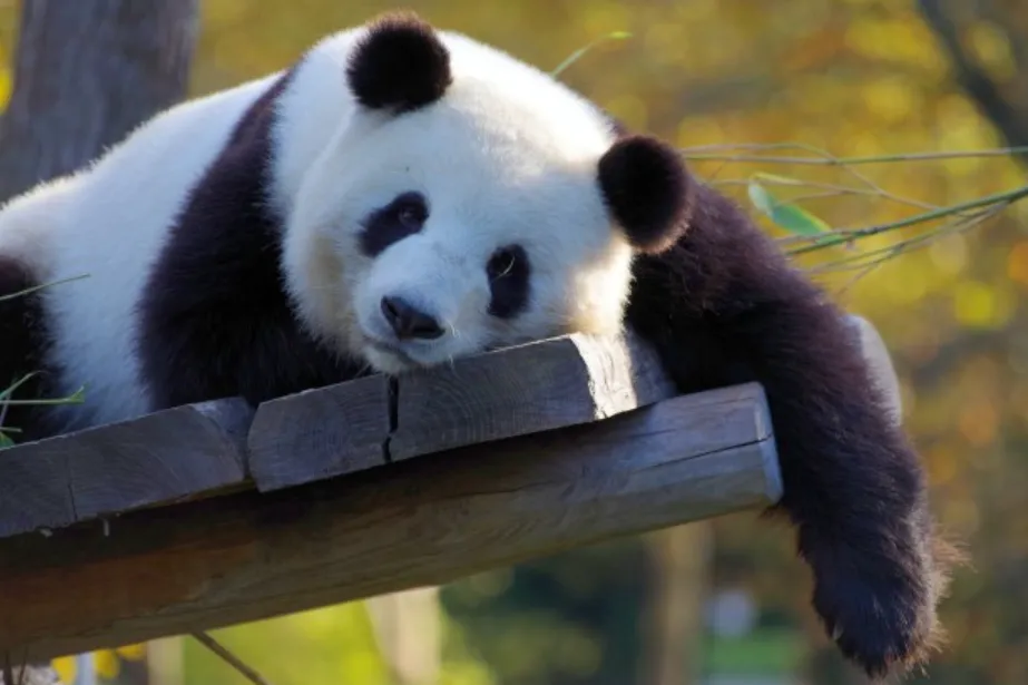 Life Cycle of Pandas