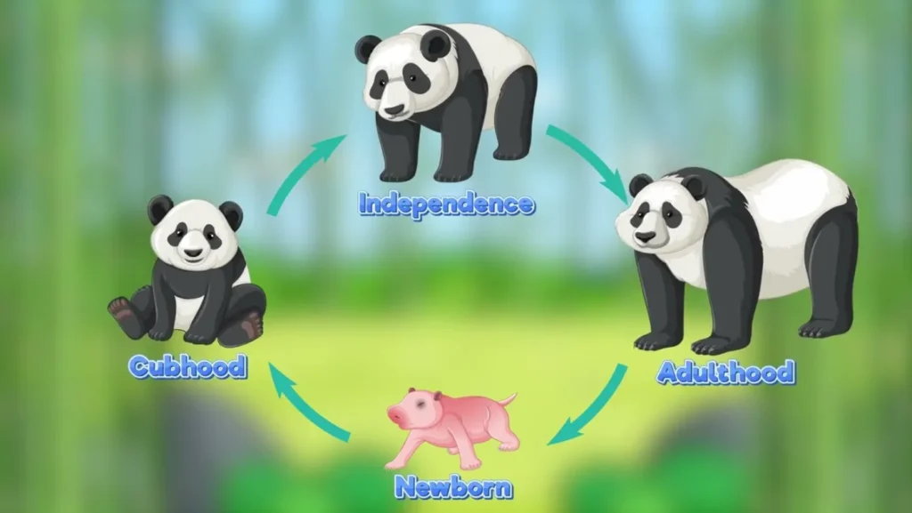 Life Cycle of Pandas