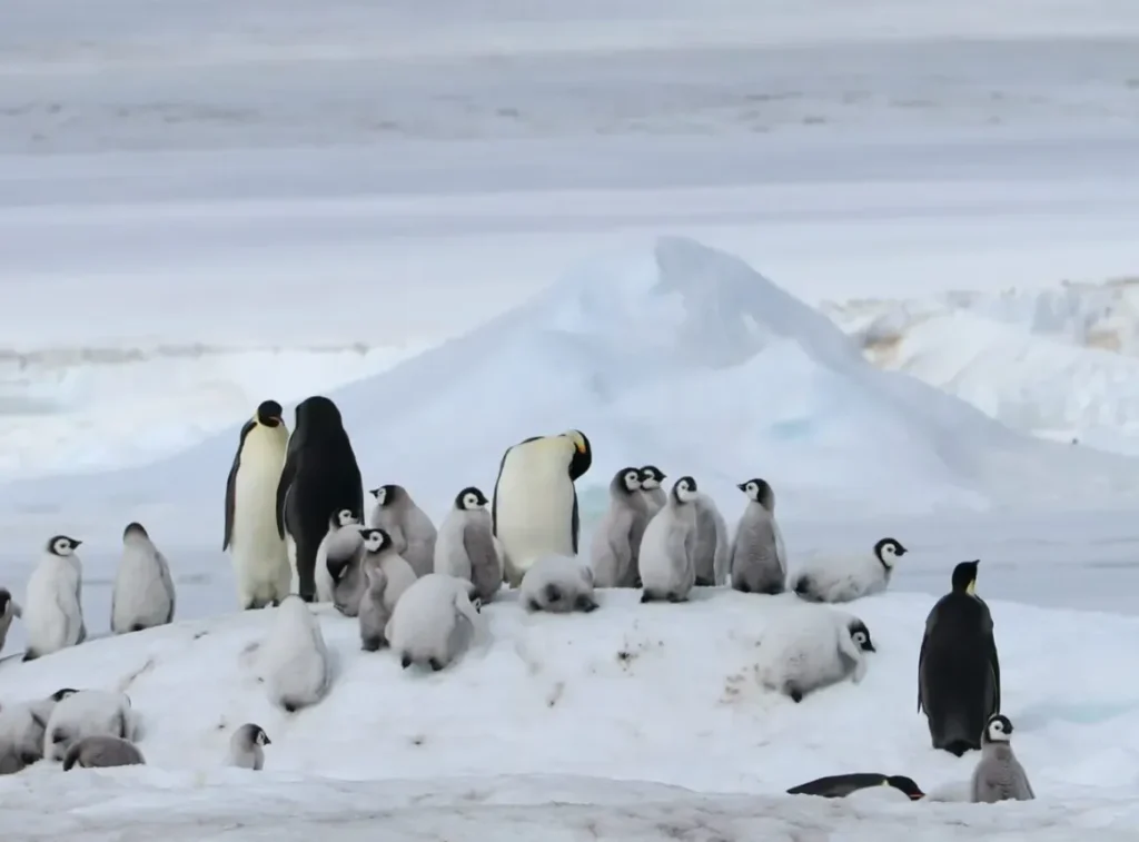 Life Cycle of Penguins