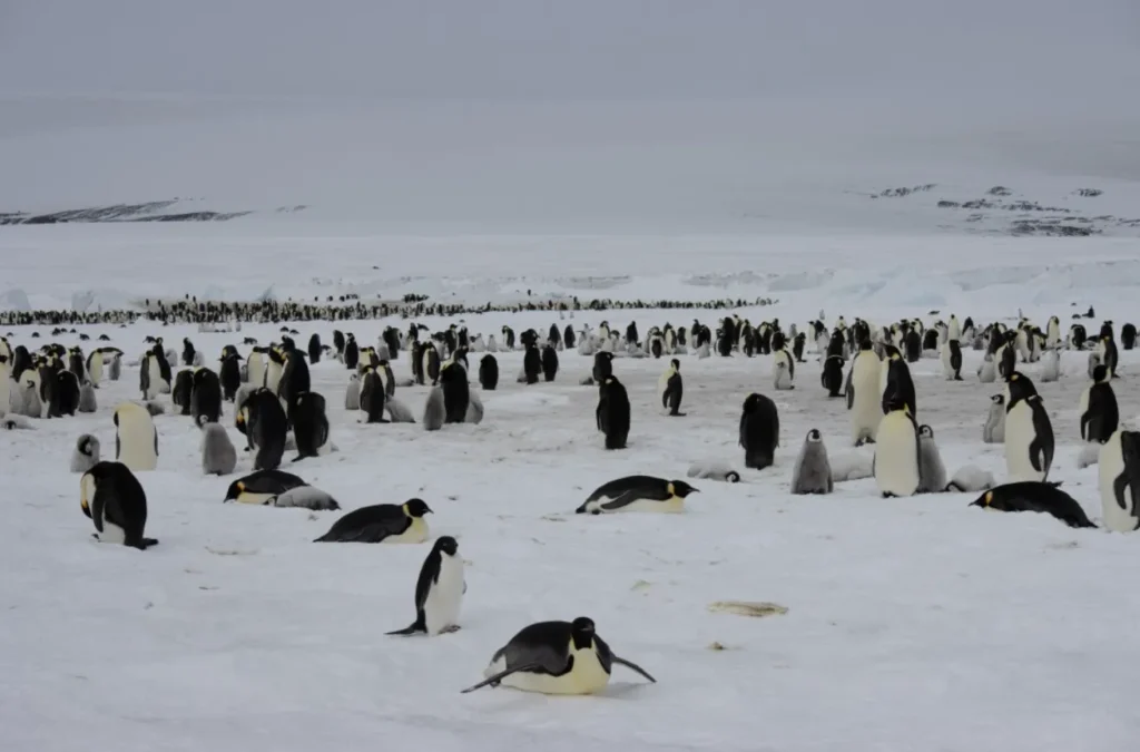 Life Cycle of Penguins