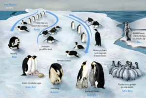 The Life Cycle of Penguins: Understanding Their Fascinating Journey from Hatchling to Adulthood