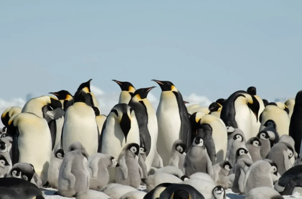 Life Cycle of Penguins