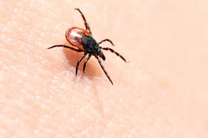 Understanding the Life Cycle of Ticks: Stages, Evolution, and Impacts on Humans and Animals