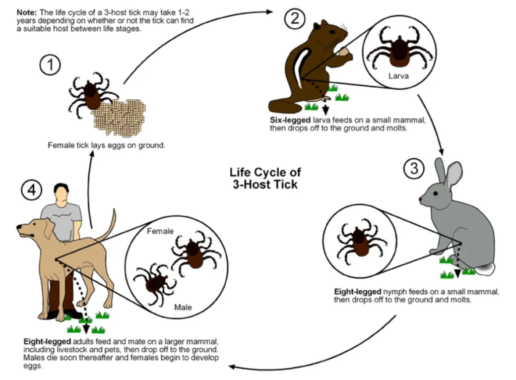 Life Cycle of Ticks