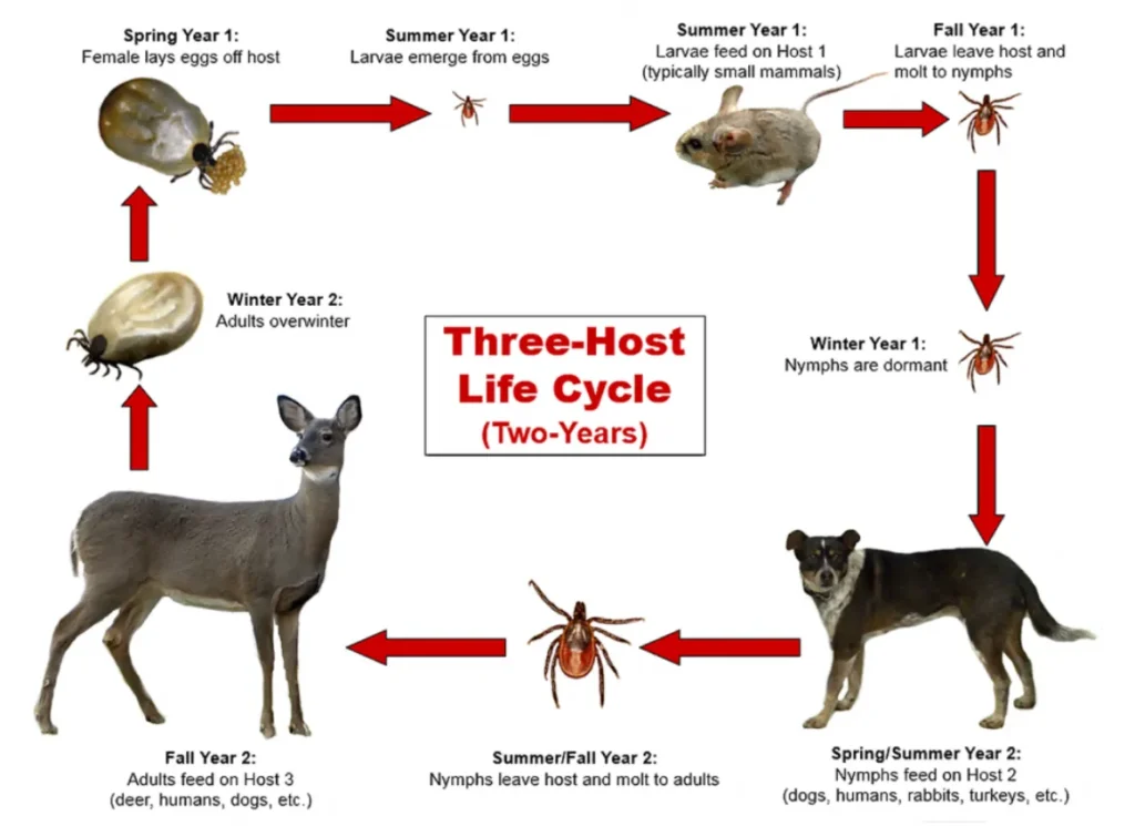 Life Cycle of Ticks