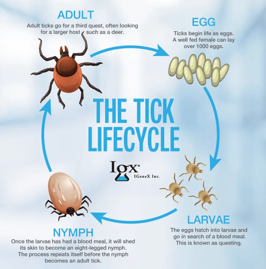 Life Cycle of Ticks