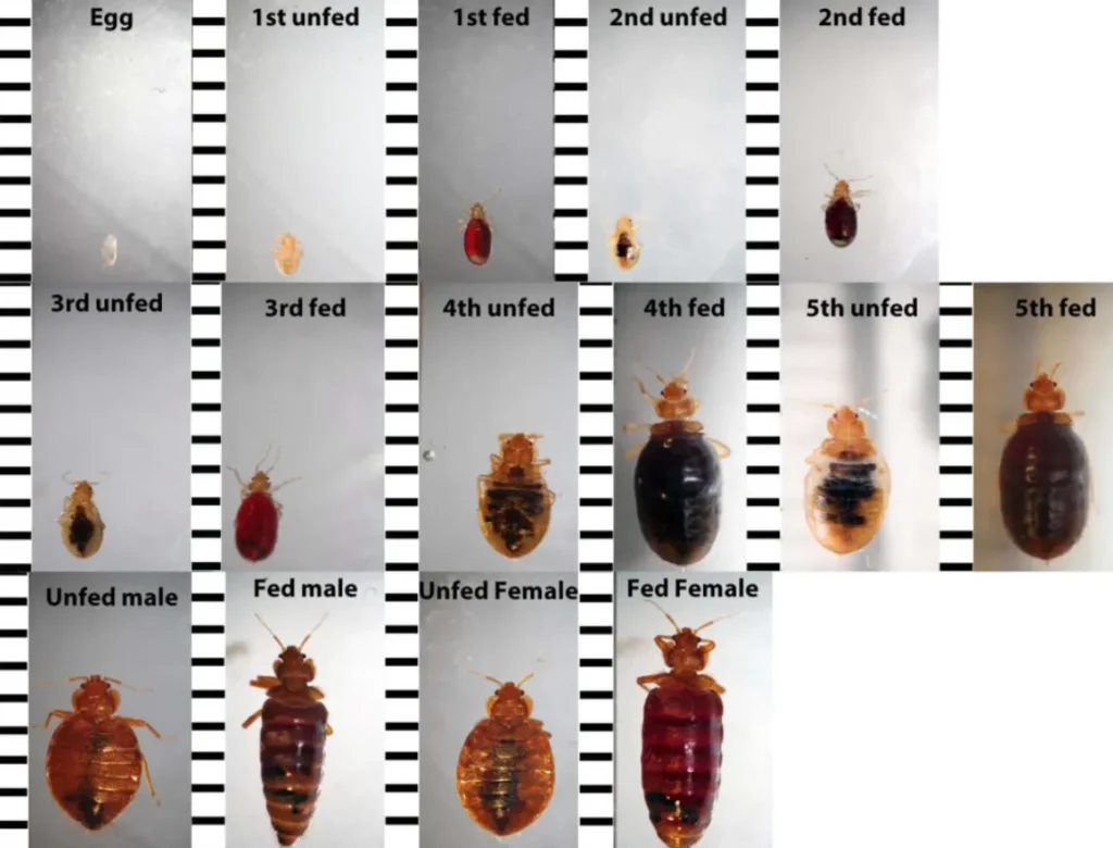 Life Cycle of a Bed Bug