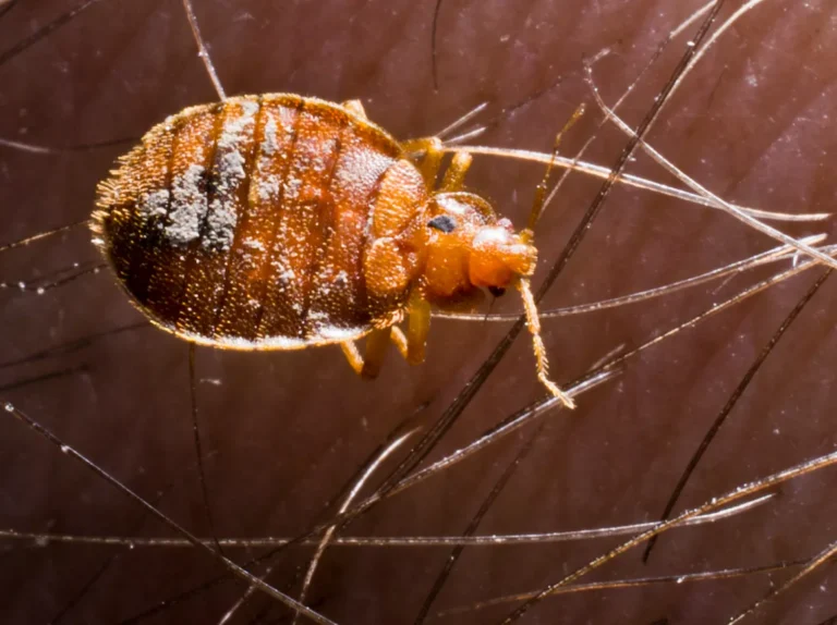 Life Cycle of a Bed Bug: Complete Guide from Eggs to Infestation (2026 Expert Guide)