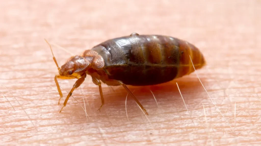 Life Cycle of a Bed Bug