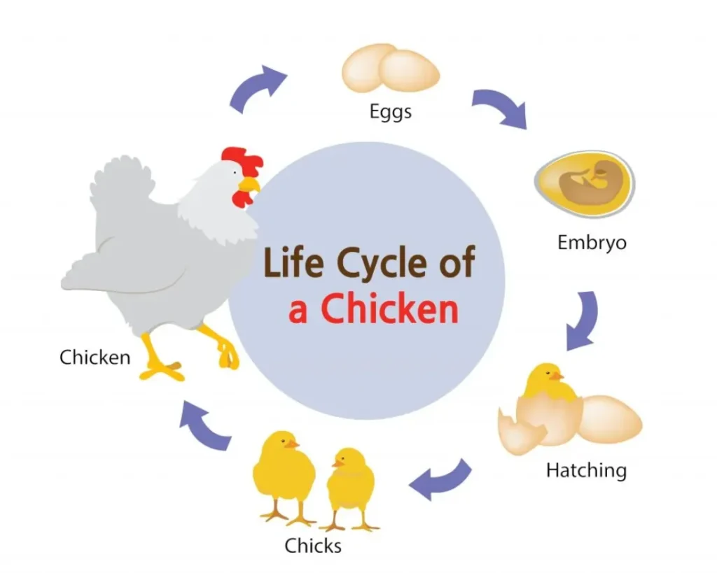 Life Cycle of a Hen