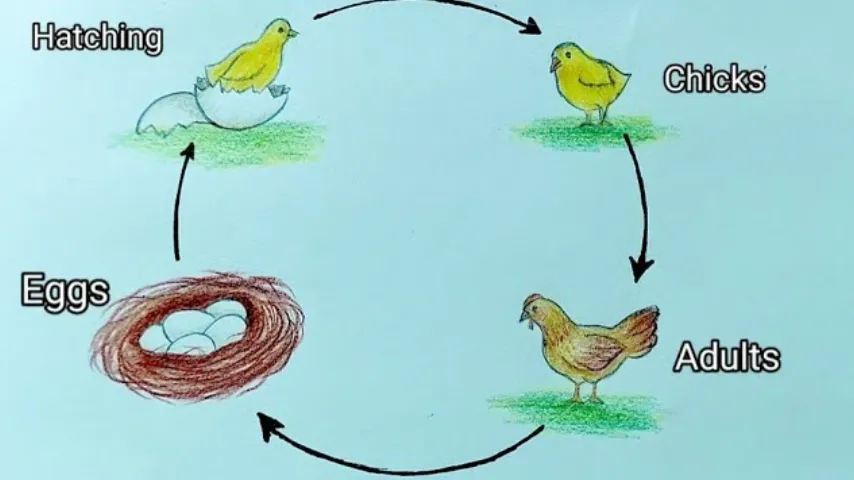 Life Cycle of a Hen