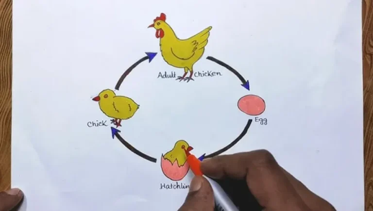 The Complete Life Cycle of a Hen: Stages, Growth, and Survival Explained (Ultimate Guide)