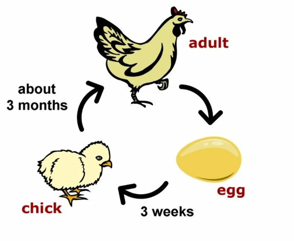 Life Cycle of a Hen