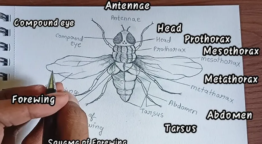 Life Cycle of the Horse Fly Larva A Comprehensive Guide