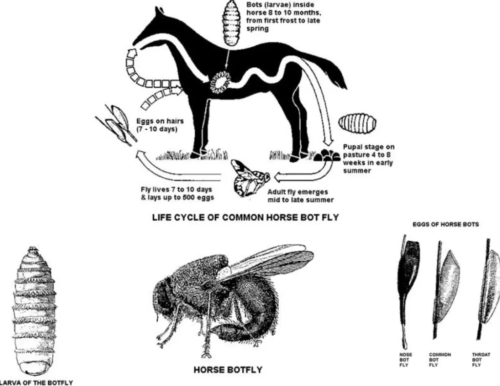 horse fly larva life cycle​