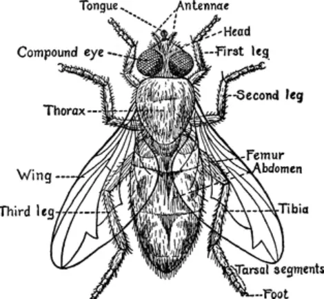 Life Cycle of the Horse Fly Larva A Comprehensive Guide