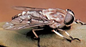 Life Cycle of the Horse Fly Larva: A Comprehensive Guide