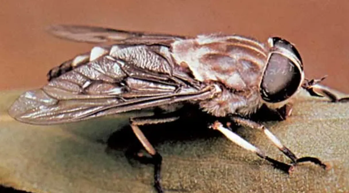 Life Cycle of the Horse Fly Larva A Comprehensive Guide