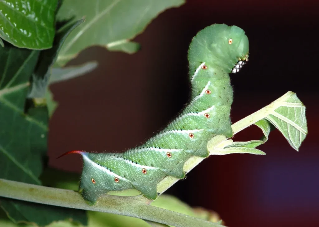 Life Cycle of the Tomato Worm