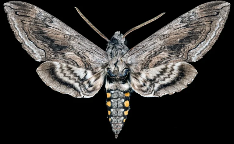 Exploring the Fascinating Life Cycle of the Tomato Worm: From Caterpillar to Moth