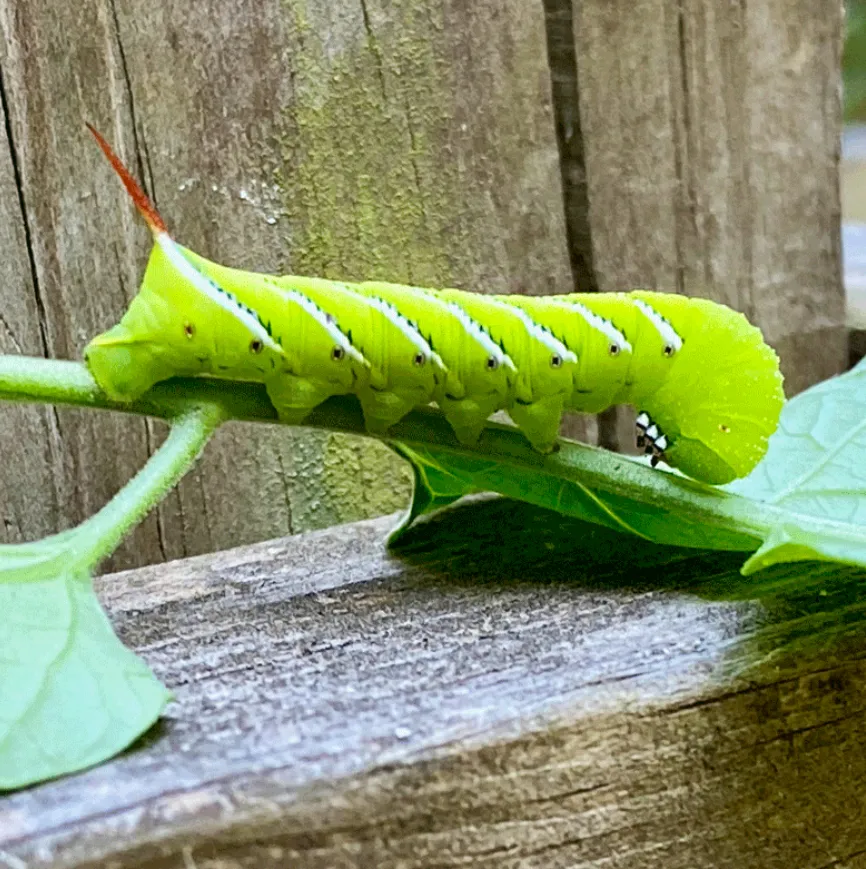 Life Cycle of the Tomato Worm