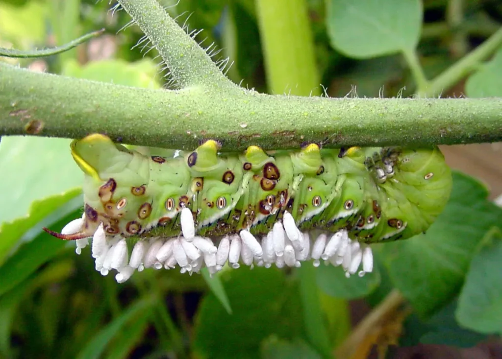 Life Cycle of the Tomato Worm