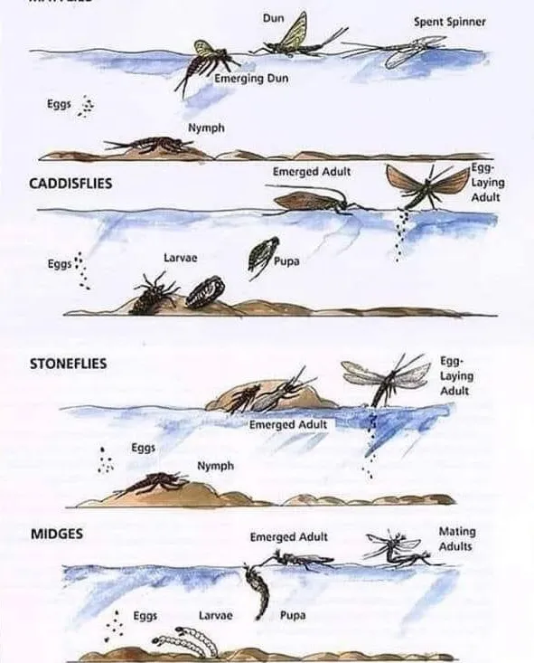 Mayfly Life Cycle Explained: From Aquatic Nymph to Short-Lived Adult (Complete Guide for 2026)