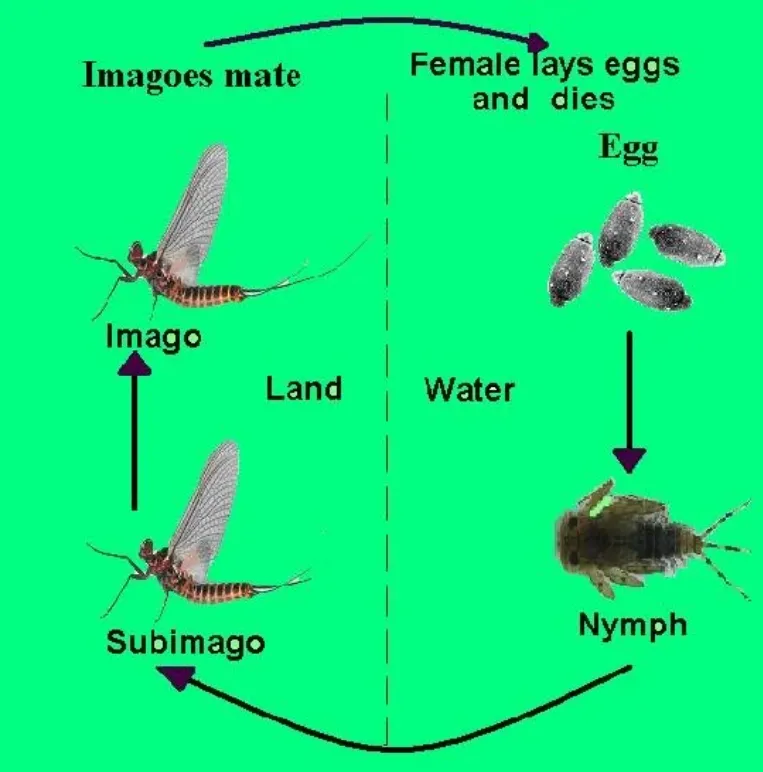 Mayfly Life Cycle Explained: From Aquatic Nymph to Short-Lived Adult (Complete Guide for 2026)