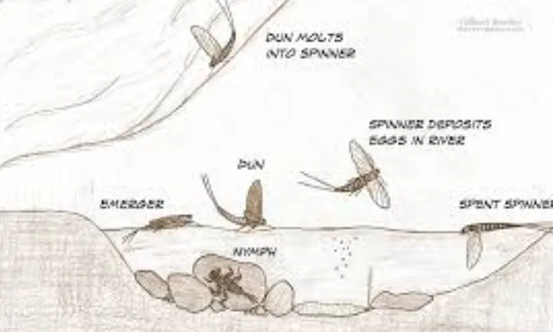 Mayfly Life Cycle Explained: From Aquatic Nymph to Short-Lived Adult (Complete Guide for 2026)